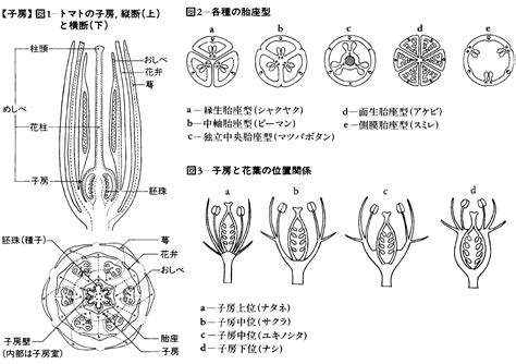 子房 成長|子房